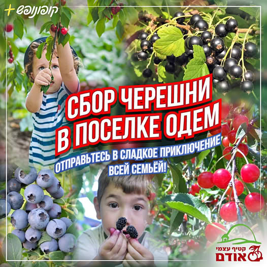 Самостоятельный сбор ягод Одем